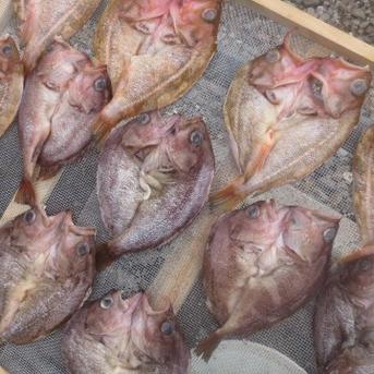 函館産　【天然】柳の舞3枚　真ホッケ３枚　の天日干し 柳の舞3枚　真ホッケ３枚 魚介類/魚介セット・詰め合わせ通販