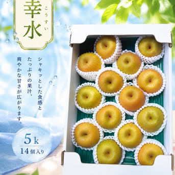 梨 幸水 秀品 5キロ 14個入 ｜ 果物/梨 産直アウル 農家・漁師など生産
