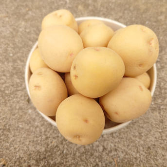 小さいじゃがいもキタアカリ20kg✖3個口 Sサイズ【キタアカリ】3kg/箱 ｜ 野菜/じゃがいも 産直アウル 農家