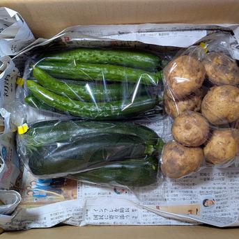 食品 新鮮野菜セット ズッキーニとじゃがいも 詰め合わせ