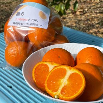 かんきつ中間母本農6号 希少柑橘 ビタミンチャージ柑橘 10kg ｜ 果物