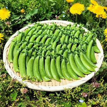 スナップエンドウ プリッと甘い！＜約700g＞ 約700g 野菜/豆類通販