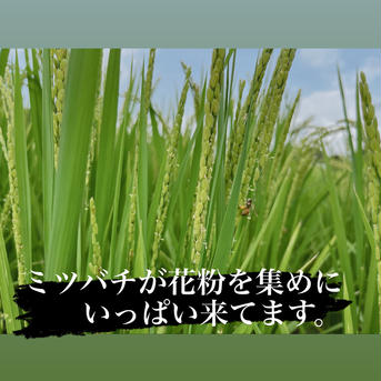 森のくまさん玄米10キロ無肥料・無農薬栽培 10キロ 米・穀物/玄米通販