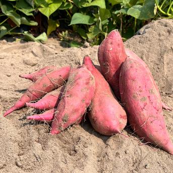 ホクホク『さつまいも』遠州金時10㎏～土付き さつまいも10㎏ 野菜/さつまいも通販