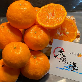 【愛媛のポンカン】🍊美味しいで〜♪（3.0k入） 3.0k入 果物/オレンジ・その他みかん通販