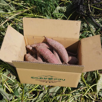 べにはるか20kg】スイーツを超える、天然の甘み。栽培期間中農薬不