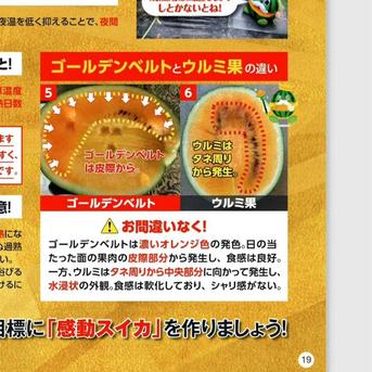 山形県産　すいか　羅皇ザ・スウィート　金色羅皇　Lサイズ　家庭用　食べ比べセット 羅皇ザ・スウィート1玉、金色羅皇1玉 果物/スイカ通販