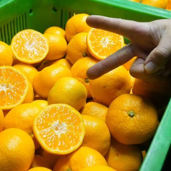 みかんの花さん専用干し芋、訳あり、箱込み8キロ お届け定が選べる