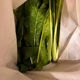 本場信州の野沢菜 野沢菜約10kg 野菜/葉物通販