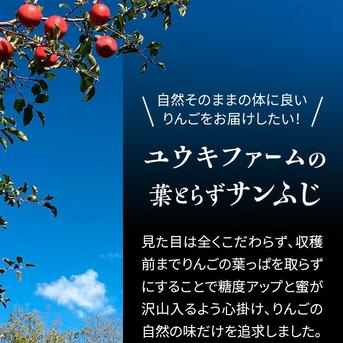 青森県産りんご [6周年限定]糖度13度以上保証『予約がすぐ埋まる為