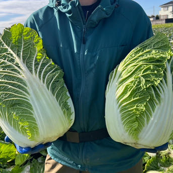 売切り】鍋も漬物も任せて！ジャンボ白菜2玉セット ｜ 野菜/白菜 産直