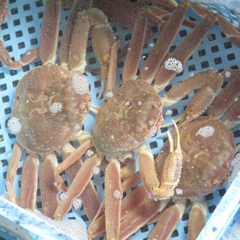 訳活オオズワイ（中小）4ｋｇ詰（約16-30尾）【アウルの日】 4ｋｇ（約16-30尾） 魚介類/カニ通販