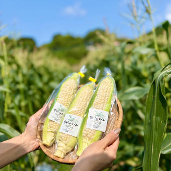 正規品お試し6本入 糖度20度超え 雪やこんコーン ｜ 野菜/とうもろこし