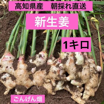 高知県産 朝採れ直送 新生姜1キロ ｜ 野菜/薬味 産直アウル 農家・漁師