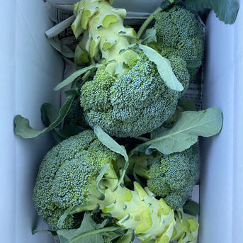 愛媛県産低農薬朝採りブロッコリー 3-4キロ 野菜/その他野菜通販