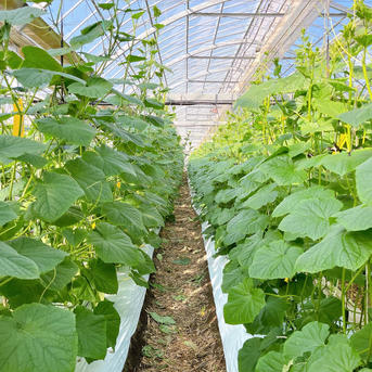 高知県産きゅうり20kg約200本入 ｜ 野菜/きゅうり 産直アウル 農家
