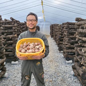 原木生椎茸】「京ぽんぽん」（1000g）京都府産 原木栽培 農薬不使用