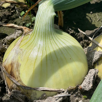 淡路島　スイートオニオン　4.8kg 玉ねぎ　１５玉前後 野菜/玉ねぎ通販