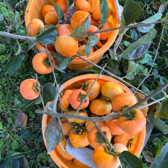 送料500円引】干し柿用の渋柿（ひらたねなし柿） | 果物/柿 産直アウル