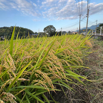リピーター続出！？本田農園自慢のヒノヒカリ 20kg 精米あり ｜ 米