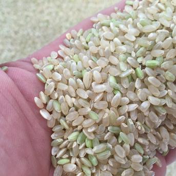 令和6年度産　徳島県産　玄米　虹のきらめき 5㎏ 米・穀物/玄米通販
