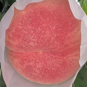 訳あり桃・金山「硬い桃の真打登場！」2kg ｜ 果物/もも 産直アウル