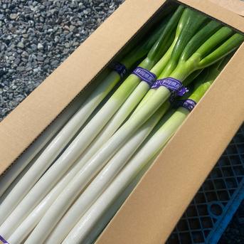 【送料込み】穫れたて！長ネギ　お得サイズ　約5kg 約5kg 野菜/ねぎ通販