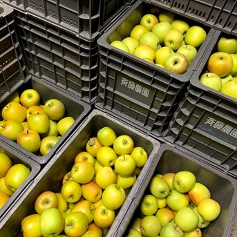 🍏幻の蜜入りんご🍏　『黄金のサンふじ』お試しサイズ　４個から８個入り 黄金のサンふじお試しサイズ４個から８個入り 果物/りんご通販