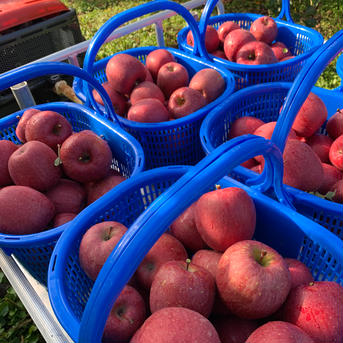 昨年大人気！2024年産葉とらずふじ🍎🍃✨ 2.5～3キロ 果物/りんご通販
