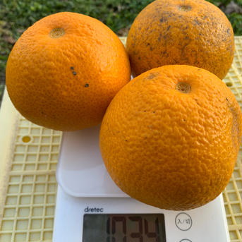 10％増量【訳あり】完熟！八朔４ｋｇ+400ｇ［農薬・化学肥料不使用］ 4.4ｋｇ 果物/オレンジ・その他みかん通販