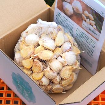 訳あり着色にんにく【ばら2kg】訳ありのため大特価・数量限定 ｜ 野菜
