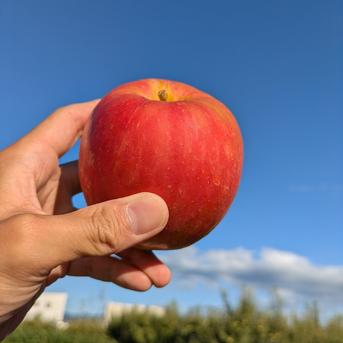 山形県産 希少な夏りんご さんさ 3kg | 果物/りんご 産直アウル 農家