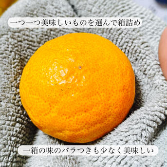 お子様みかん　3キロ　小玉　厳選　和歌山　有田　産地直送 3kg 果物/温州みかん通販