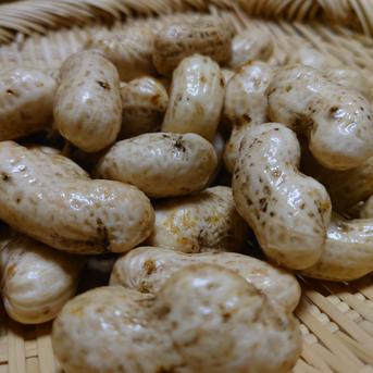秋の味覚！【期間限定】茹で落花生「おおまさり」 400g 野菜/豆類通販