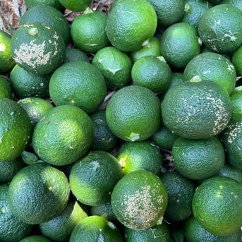 自然栽培】すだち 1kg箱詰 完全無資材／農薬不使用・無肥料・無除草剤
