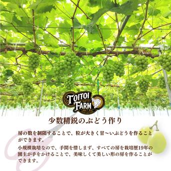 【お徳用】岡山県産＊甘々シャインマスカット2房【1.2kg】 2房　1.2kg 果物/ぶどう通販