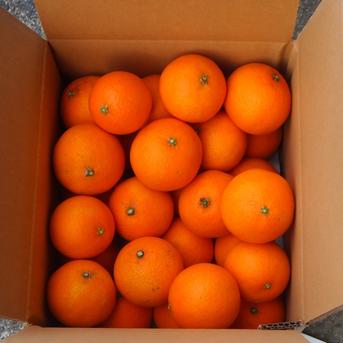 味に自信あり 愛媛のまどんな 5k箱 愛果28号】 | 果物/オレンジ