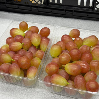 限定価格1000円値引き【サンシャインレッド】山梨県限定 ご家庭用(訳