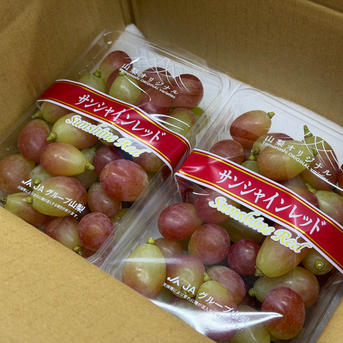 限定価格1000円値引き【サンシャインレッド】山梨県限定 ご家庭用(訳