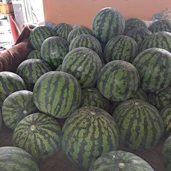 山形県産　すいか　羅皇ザ・スウィート　6Lサイズ　家庭用 すいか　6Lサイズ　1玉 果物/スイカ通販