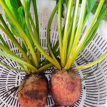 旬のお野菜セット（3～5品）クール便 新鮮野菜3～5品セット 野菜/野菜セット・詰め合わせ通販