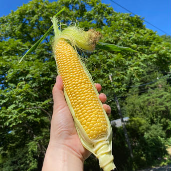 美味しい時のお約束！五味農園の極甘とうもろこし！！4kgほど 4kgほど 野菜/とうもろこし通販