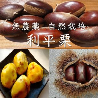 無農薬 利平栗 生栗 栗の王様「利平栗」を無農薬・無化学肥料で育てました！令和4