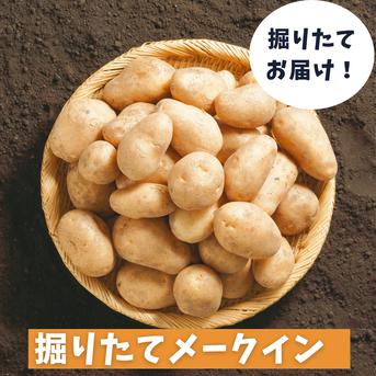 タワラマゼラン 新じゃが 箱込み約10キロ 新じゃが 数量限定 10kg