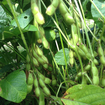 [数量限定]　本場の丹波篠山産の黒枝豆「訳あり」一箱6kg入 6kg 野菜/枝豆通販
