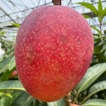 【 メルコ⭐︎ 】沖縄県産ミニマンゴー3kg メルコ⭐︎ 】沖縄県産ミニマンゴー3kg メルコ⭐︎ 】沖縄県産ミニ