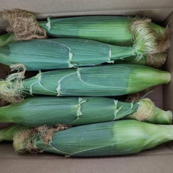 スイートコーン10本約4kg 10本 野菜/とうもろこし通販