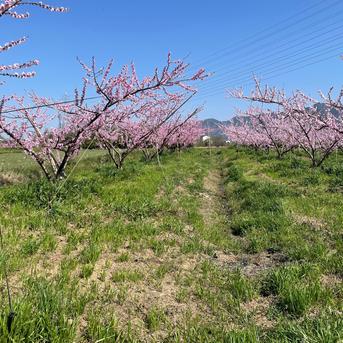 別格の横綱桃『一宮水蜜』【産直ギフト】 ２箱 果物/もも通販