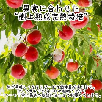 ★朝採り当日発送★美味しさにこだわる★樹上熟成完熟栽培★甘くてジューシーな桃をお届け【品種おまかせコース】 桃 3kg（品種おまかせ） 果物/もも通販