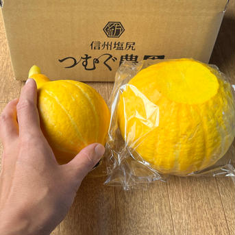 豊作セール60[信州の夏]生で食べれるかぼちゃコリンキー 60サイズ箱込み2kg以内(1～2玉目安) 野菜/かぼちゃ通販
